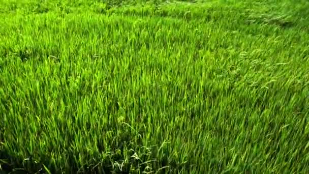 Yavaş Çekim Rüzgar Estiği Yeşil Çeltik Alanı — Stok video