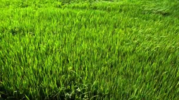 Movimiento Lento Campo Arroz Verde Con Viento Soplando — Vídeos de Stock