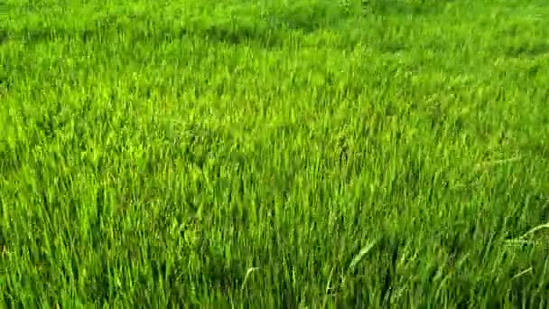 Green Paddy Field Wind Blowing — Stock Video