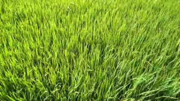 Slow Motion Green Paddy Field Wind Blowing — Stock Video