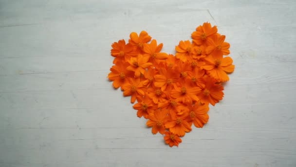 Ahşap Arka Plan Üzerinde Kalp Şekli Turuncu Kozmosun Çiçek — Stok video