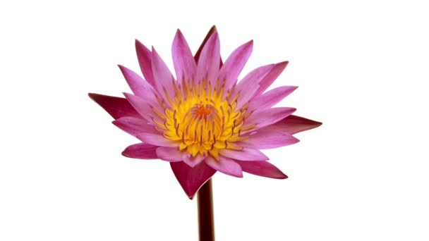 Time Lapse Pink Water Lily Flower Isolated White Background — Stock Video