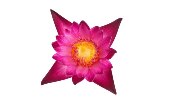 一个粉红色的水百合花的时移关闭 从完全开放到芽 孤立在白色背景 — 图库视频影像