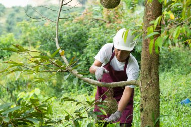 Çiftçi ve Blackthorn Durian ağacı.