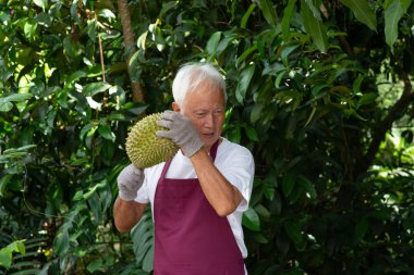 Çiftçi ve musang kralı Durian 
