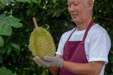 Çiftçi ve musang kralı Durian 