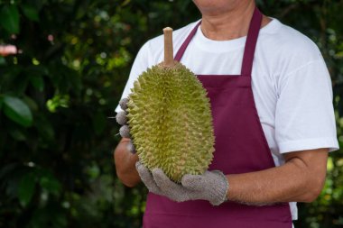 Çiftçi ve musang kralı Durian 