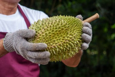 Çiftçi ve musang kralı Durian 