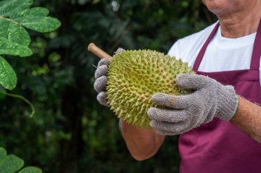 Çiftçi ve musang kralı Durian 