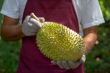 Çiftçi ve musang kralı Durian 