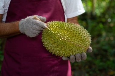 Çiftçi ve musang kralı Durian 