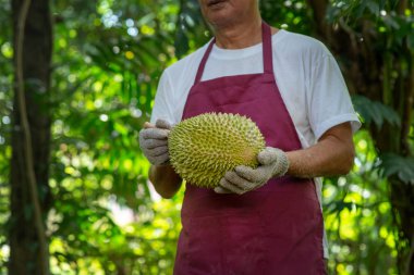 Çiftçi ve musang kralı Durian 