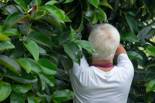 Farmer examining mangoesteen tree — Stock Photo, Image