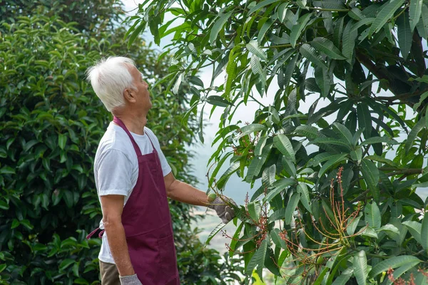 Farmer examining mango tree — Stock Photo, Image