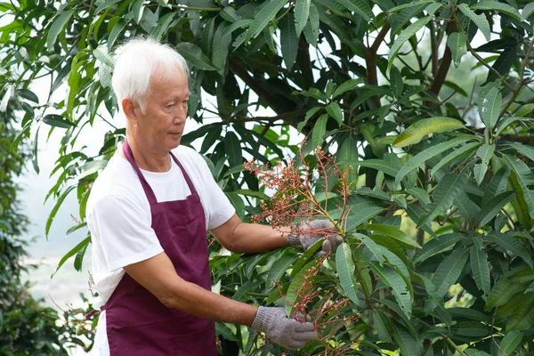 Farmer examining mango tree — Stock Photo, Image