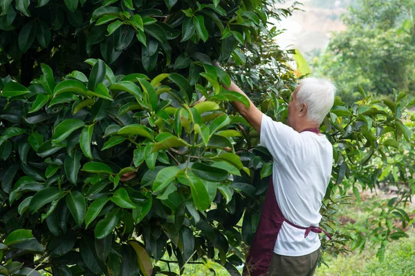 Farmer examining mangoesteen tree — Stock Photo, Image