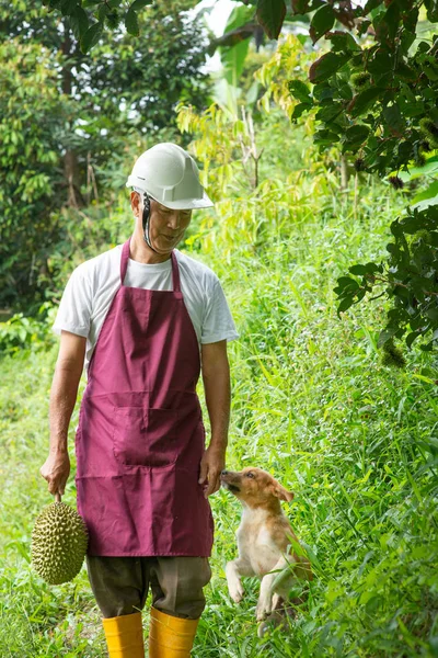Farmer and musang king durian — Stock Photo, Image