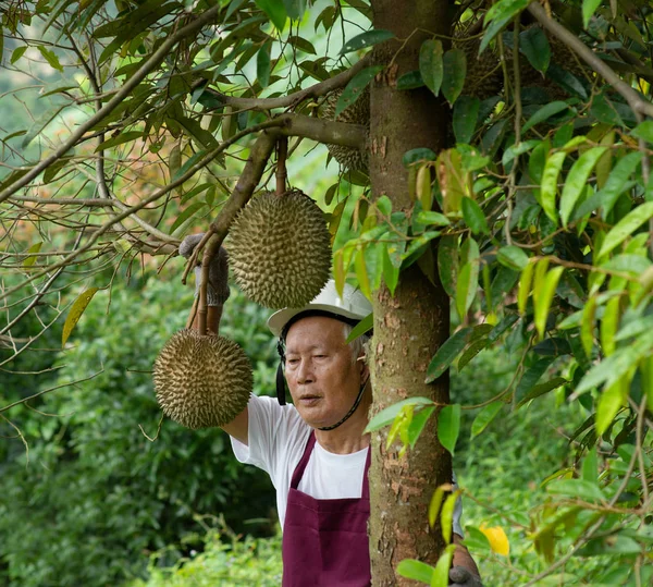 Farmer and Blackthorn durian tree. — Stock Photo, Image