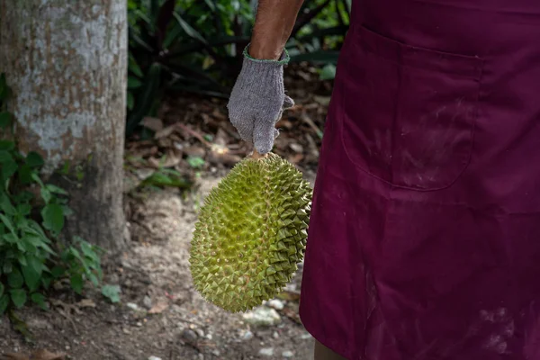 Farmer and musang king durian — Stock Photo, Image