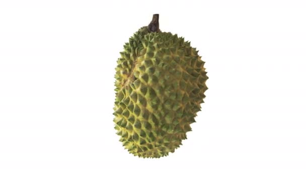 Durian Στροφή Γύρω Απομονώνονται Λευκό Φόντο — Αρχείο Βίντεο