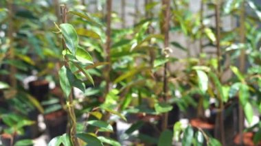 Çiftlikteki bebek durian ağacı.