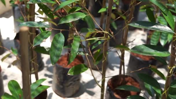 ファーム保育園の若い赤ちゃんドリアンの木 — ストック動画