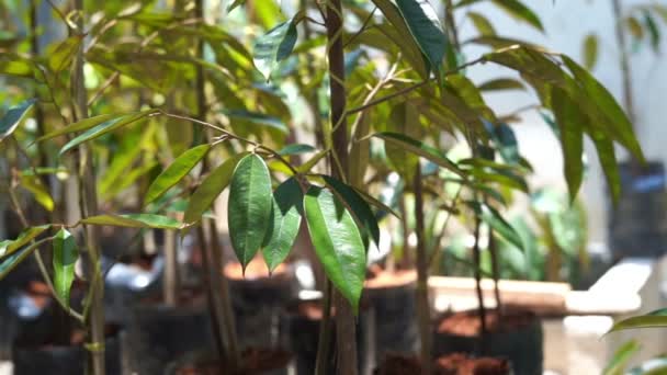 Ung Baby Durian Träd Gården Plantskola — Stockvideo