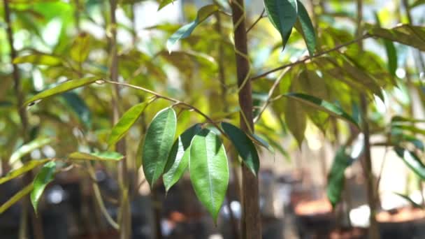 Joven Árbol Durian Bebé Vivero Granja — Vídeos de Stock