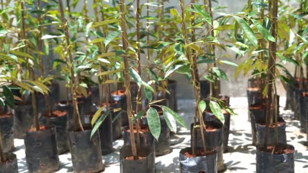 Ung Baby Durian Träd Gården Plantskola — Stockvideo