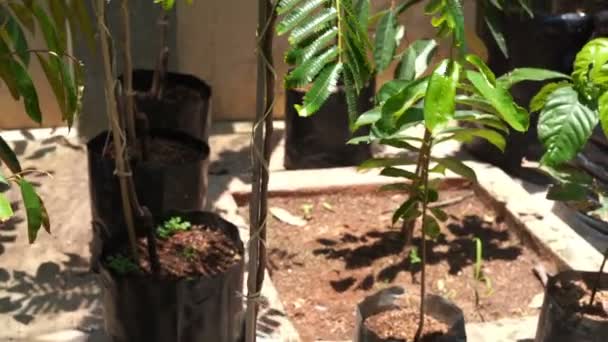 花台或佐藤 臭臭扭曲丛生苦豆 幼树在苗圃 — 图库视频影像