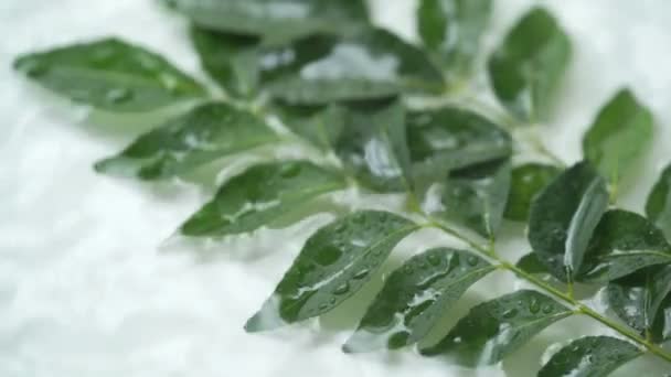 Curry Leaves Falling Water — Stock Video