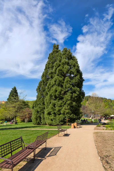 Weg Met Bankjes Bomen Het Park Met Blauwe Hemel Met — Stockfoto