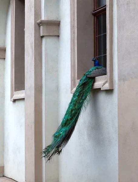 Blue Peacock Sitting Window Vertical Orientation Photo Orientation — Stock Photo, Image
