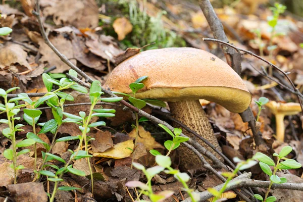 秋天森林中的食用蘑菇 — 图库照片