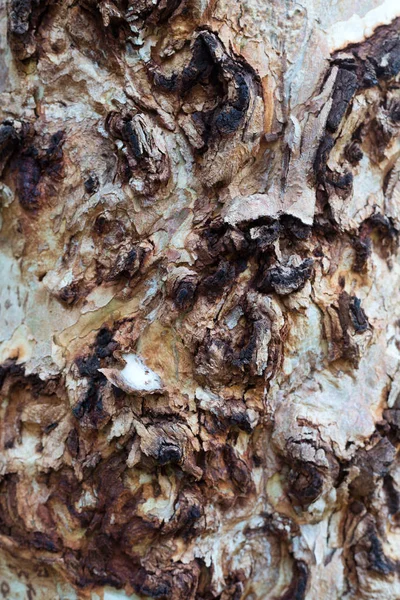 Yaşlı Bir Ağaç Kabuğu Dokulu Arka Plan — Stok fotoğraf