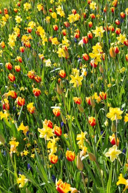 Taze bahar lale Keukenhof parkta büyüyen. Hollanda.