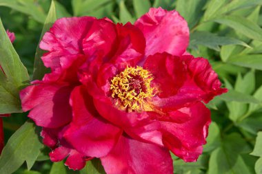 Sarı stamens ile kırmızı çiçek