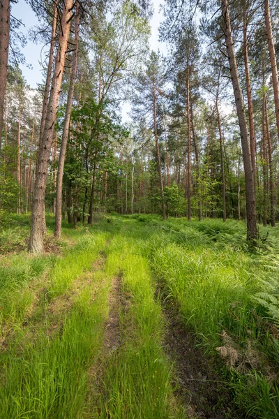 Antiguo Camino Bosque Primavera — Foto de Stock