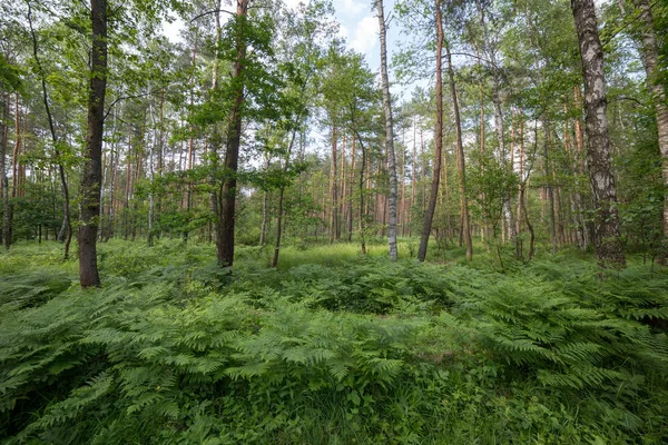 Wilder Frühling Wald Weitwinkellandschaft — Stockfoto
