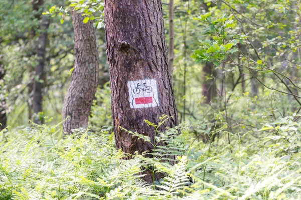 Ormanda Bisiklet Yol Işareti — Stok fotoğraf