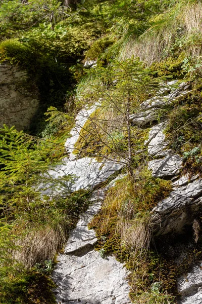 秋の山で岩に小さな松 — ストック写真