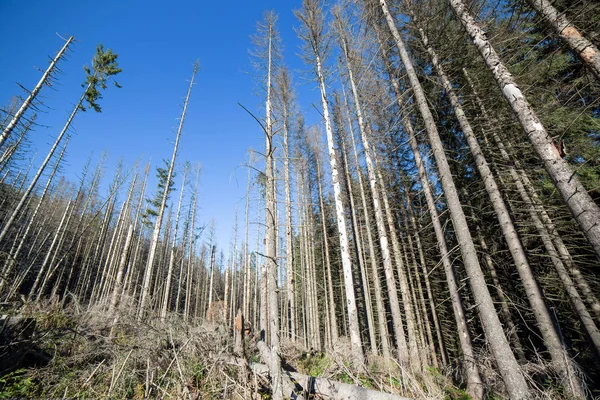 Toter Wald Weitwinkelaufnahmen Kiefern Nach Luftverschmutzung Und Saurem Regen — Stockfoto
