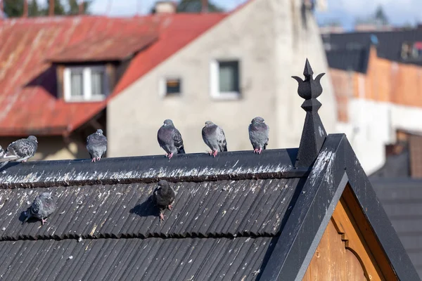 Group Pigeons Roof Traditional Wooden House Zakopane Poland — Stock Photo, Image