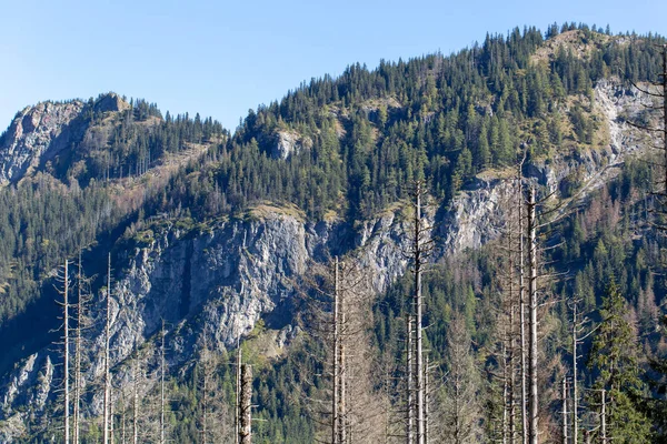 山の風景のふもとにデッド フォレスト — ストック写真