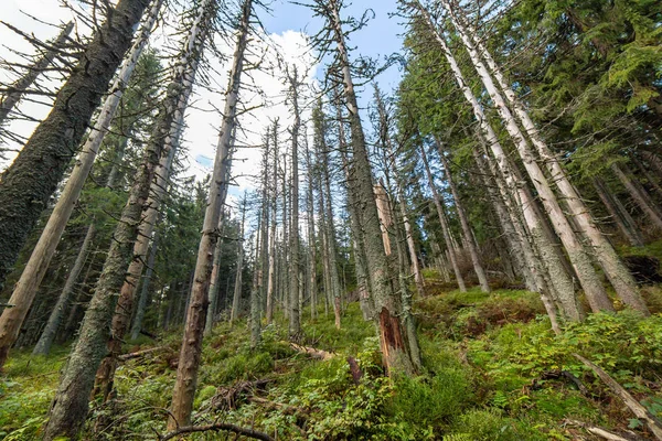 Fotografía de gran angular del bosque muerto. Pinos después de la contaminación atmosférica y las lluvias ácidas . — Foto de Stock