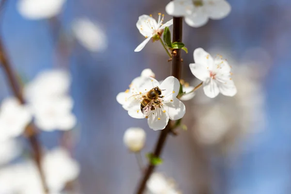 Uma abelha de mel em uma flor de árvore de cereja, foto macro — Fotografia de Stock