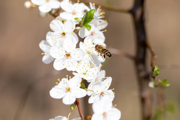 Een honingbijen op een kersenboom bloem op zonnige dag in april, macro foto — Stockfoto