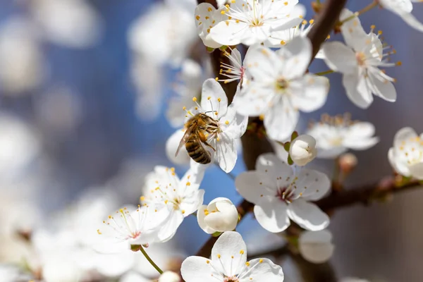 Uma abelha de mel em uma flor de cerejeira no dia ensolarado em abril, foto macro — Fotografia de Stock