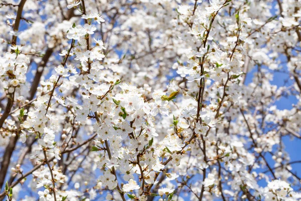 Flores de cerezo, fondo de primavera — Foto de Stock