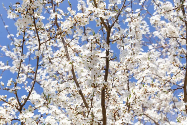 Cherry Tree bloemen, lente achtergrond — Stockfoto